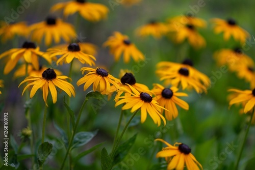 Vibrant black-eyed susans in bloom