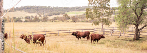 Australian cattle grazing in a rural paddock, surrounded by wooden fencing and rolling hills. A peaceful farm scene capturing the essence of country life and agriculture.