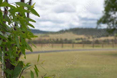 Close-up of eucalyptus leaves with a blurred Australian countryside in the background. A detailed nature shot highlighting native flora with soft, natural lighting.