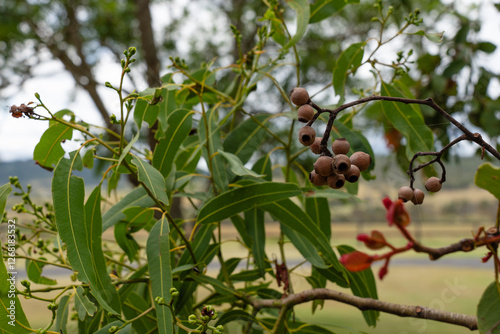 Close-up of a eucalyptus tree with seed pods and green leaves in the Australian countryside. A detailed view of native flora, highlighting texture and natural beauty.