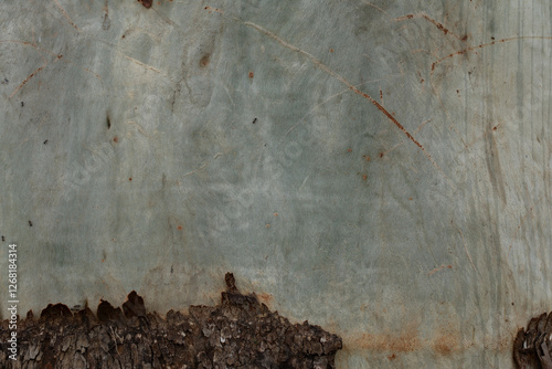 Close-up of textured eucalyptus tree bark showcasing natural patterns and earthy tones. A detailed view of Australia's native flora, perfect for nature and texture themes.