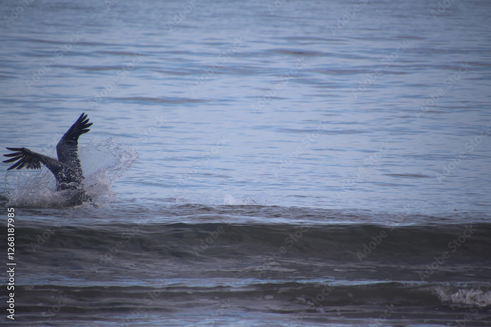 Fototapeta premium Pelican Landing Gear Down Big Splash Entry