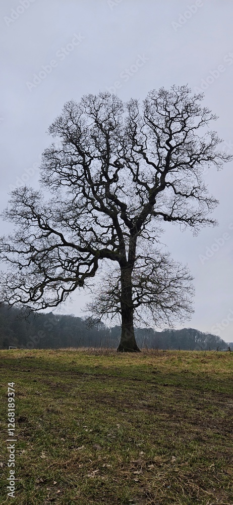 tree in the field tree in the field