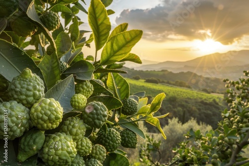 Golden hour bathes a bergamot tree laden with fruit in the Calabrian countryside. Lush leaves frame the scenic vista.