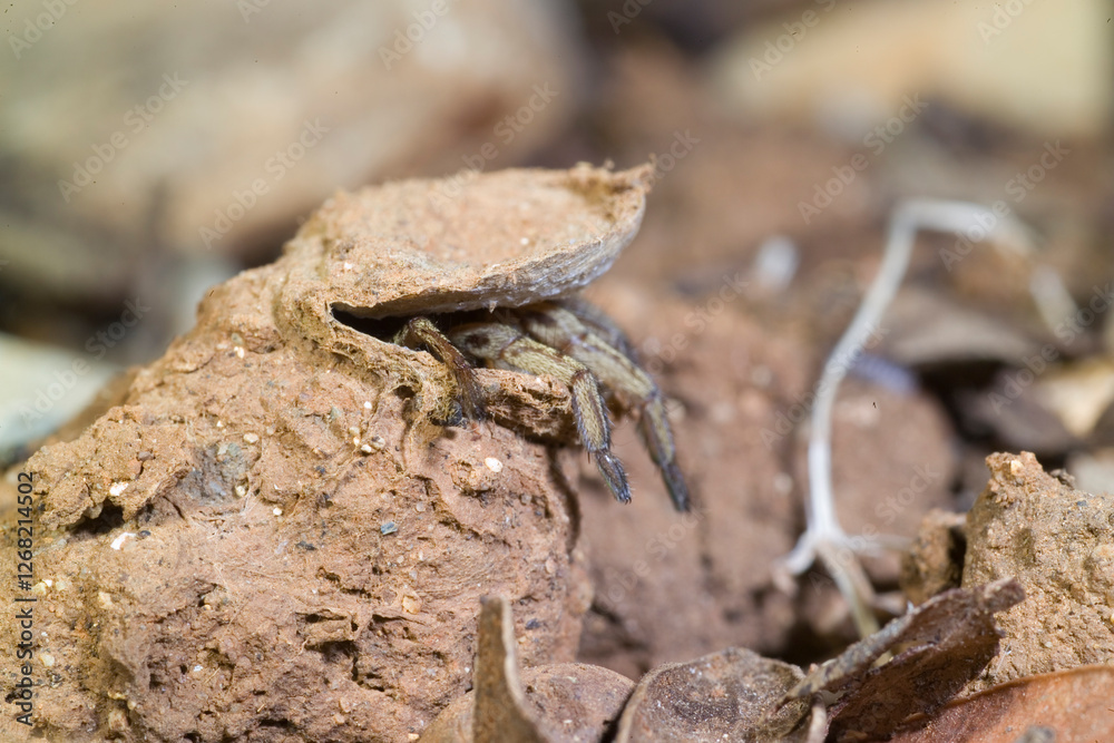 Nemesia sp. cfr N. maculatipes. trapdoor spider Nemesia sp. cfr N. maculatipes. trapdoor spider