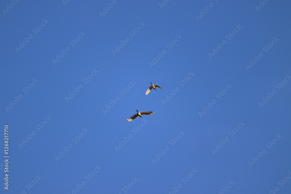 Two birds soar through a cloudless blue sky, illustrating freedom, peace, and natural flight in a serene atmosphere. Perfect imagery for themes of exploration, tranquility, and nature's beauty. Two birds soar through a cloudless blue sky, illustrating freedom, peace, and natural flight in a serene atmosphere. Perfect imagery for themes of exploration, tranquility, and nature's beauty.