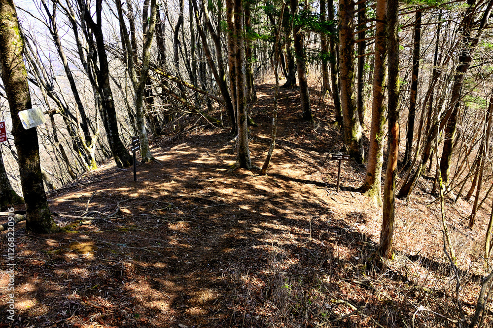 Obraz premium 道志山塊の御正体山 坂ノ落合の分岐 