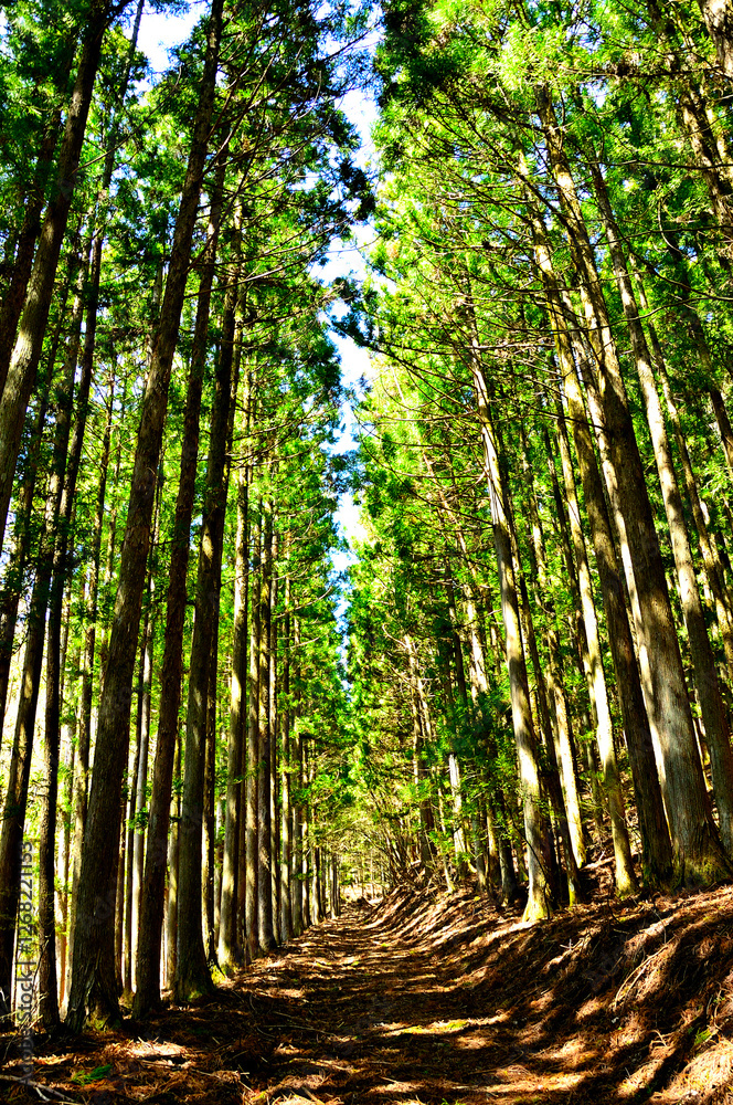 Obraz premium 道志山塊の御正体山 白井平コースの御正体林道の杉林 