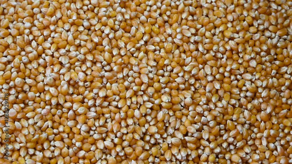 Corn kernels in the market. Lots of ripe corn kernels.