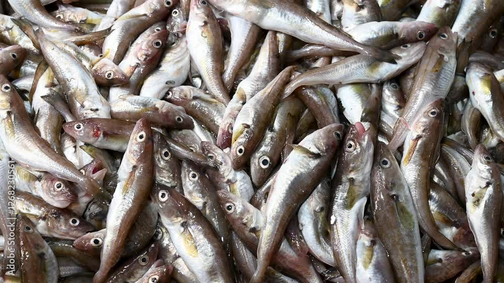 Fresh fish for sale in market. Fresh fish for sale in market.