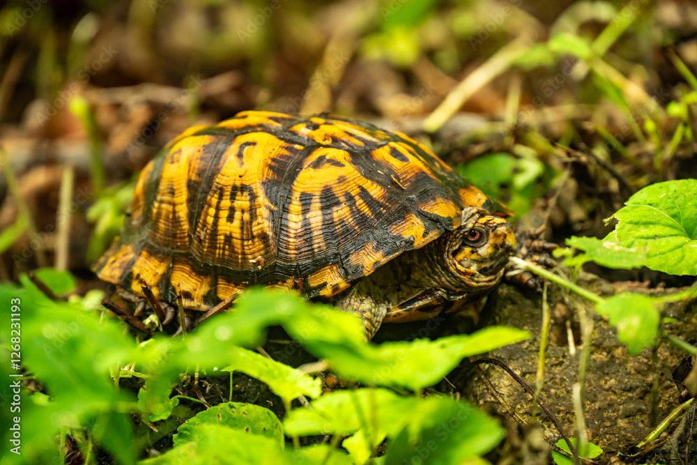 Yellow Shell of Eastern Box Turtle in Shenandoah Yellow Shell of Eastern Box Turtle in Shenandoah