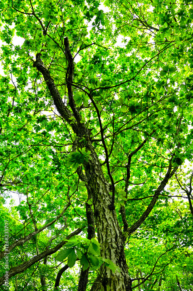 Obraz premium 御坂山地の破風山 新緑のミズナラの森 