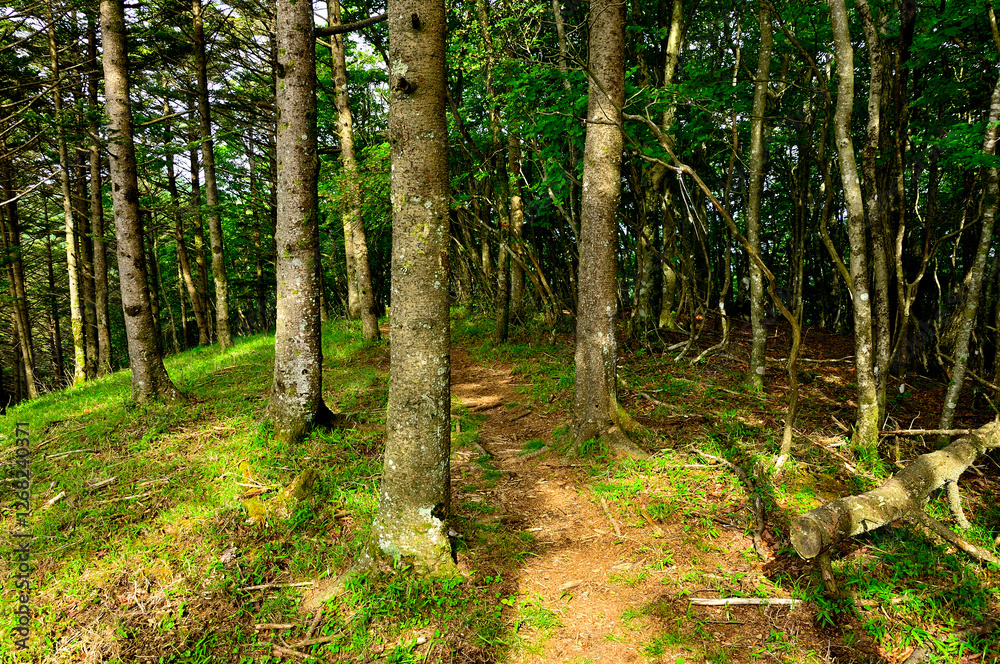 Obraz premium 御坂山地 金堀山の山頂 