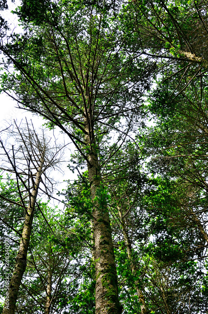 Fototapeta premium 御坂山地の節刀ヶ岳 鮮やかなモミの新芽の森 