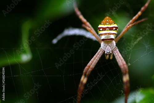 A vividly colored spider with striped markings sits gracefully on its intricate web, surrounded by lush green plants in a peaceful outdoor environment