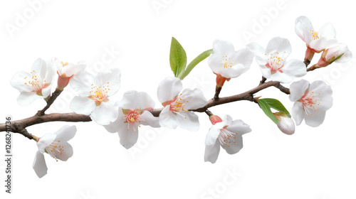 Blooming almond branch with delicate white flowers on transparent background