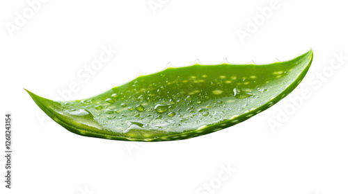 Fresh aloe vera leaf with water drops on transparent background