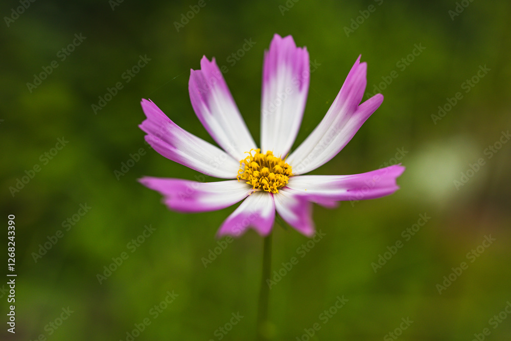 With Open Arms - cosmos flower with petals of white and pink purple spreads wide open, show its vibrant yellow stamen. Set to bokeh greenery backdrop. With Open Arms - cosmos flower with petals of white and pink purple spreads wide open, show its vibrant yellow stamen. Set to bokeh greenery backdrop.