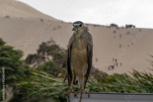 A black-crowned night heron
