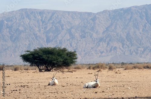 The scimitar oryx (Oryx dammah) in the Yotvata Hai-Bar Nature Reserve