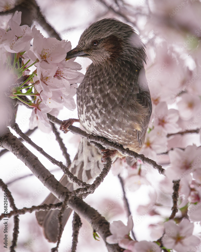 bird on a branch, sucking nectar from sakura bird on a branch, sucking nectar from sakura