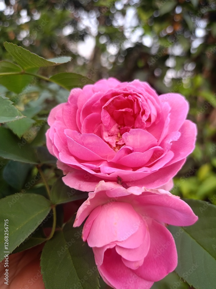 blooming pink rose and buds in green leaves garden blooming pink rose and buds in green leaves garden