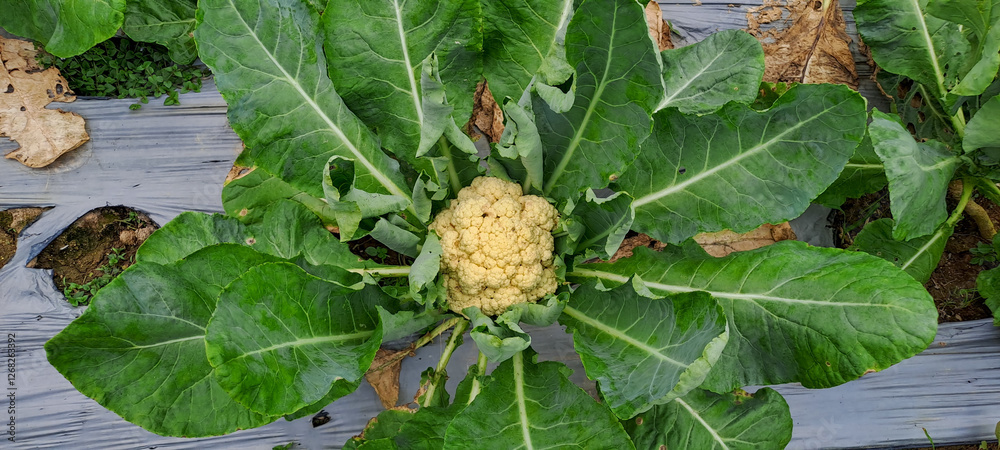 fresh cauliflower with green leaves in farmland field
fresh cauliflower with green leaves in farmland field