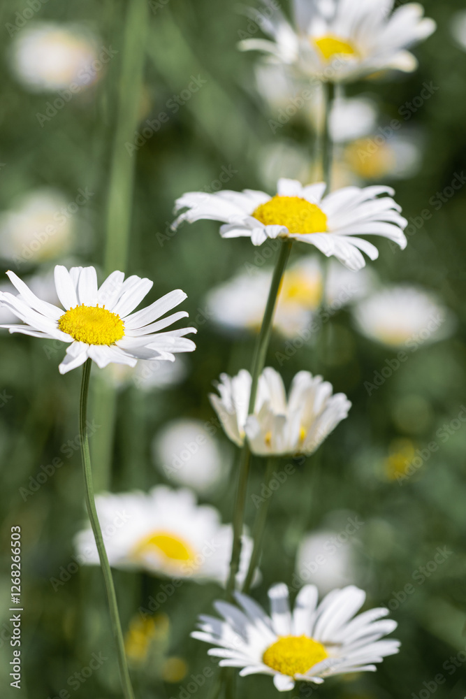 Flowering White wildflowers daisy with soft blurred green leaves background, summer sunlight and bokeh effect. Beautiful flower chamomile close up on field, floral botanical aesthetics nature Flowering White wildflowers daisy with soft blurred green leaves background, summer sunlight and bokeh effect. Beautiful flower chamomile close up on field, floral botanical aesthetics nature