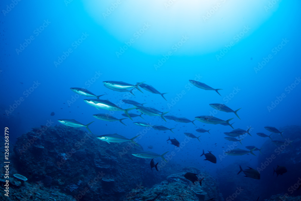 Fototapeta premium ツムブリ 小笠原 東京都