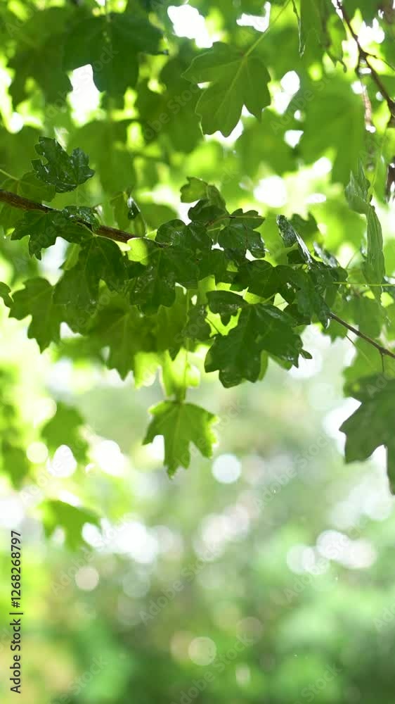Beautiful green maple leaves on a tree branch on rainy sunny summer day. Countryside living, Beauty in nature. Beautiful green maple leaves on a tree branch on rainy sunny summer day. Countryside living, Beauty in nature.