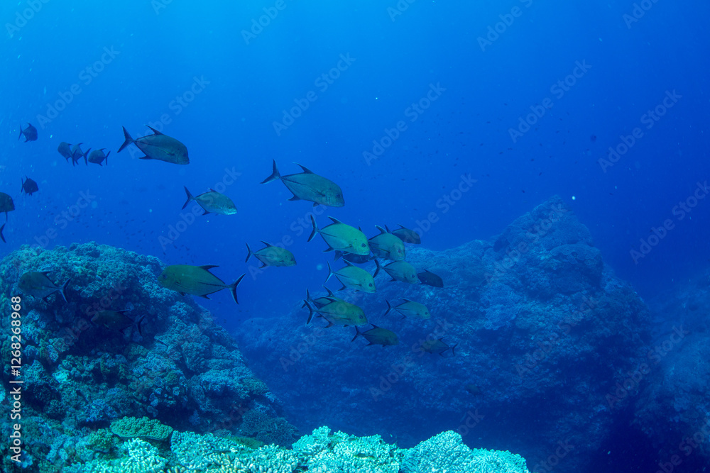 Fototapeta premium カッポレとナンヨウカイワリ 小笠原 東京都