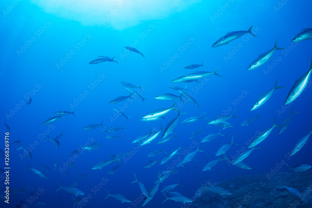 Fototapeta premium ツムブリの群れ 小笠原 東京都