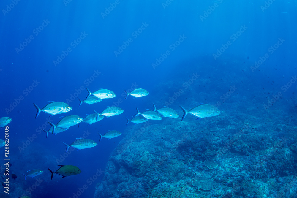 Obraz premium カッポレとナンヨウカイワリ 小笠原 東京都