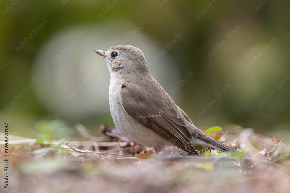 ficedula parva ficedula parva