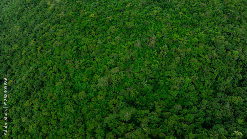 aerial view of dark green forest Abundant natural ecosystems of rainforest. Concept of nature forest preservation and reforestation.
aerial view of dark green forest Abundant natural ecosystems of rainforest. Concept of nature forest preservation and reforestation.