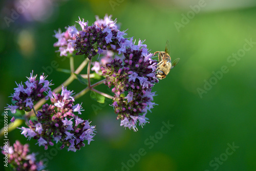 common drone fly (Eristalis tenax) looks like a bee, on Oregano (Origanum vulgare) in a garden photo