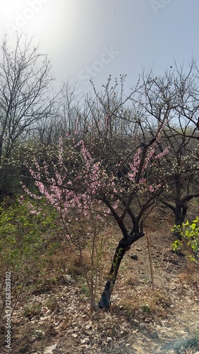 tree starting to cherry blossom in China