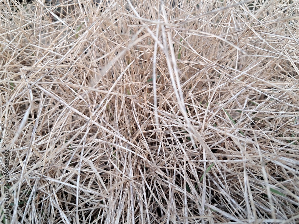 dry grass exposed to herbicide