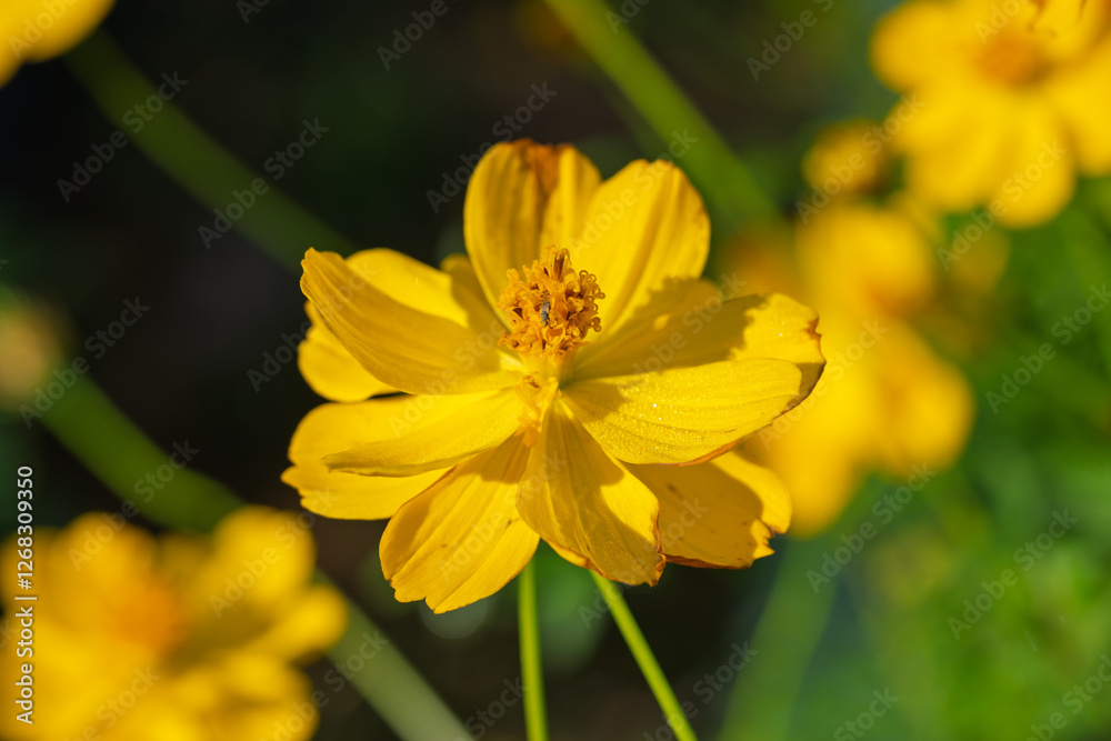 Vibrant Yellow Flowers in Bloom Vibrant Yellow Flowers in Bloom