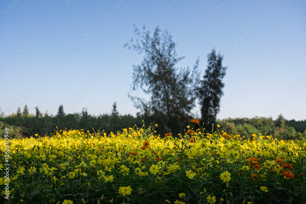 Field of Yellow Flowers Under a Clear Sky Field of Yellow Flowers Under a Clear Sky