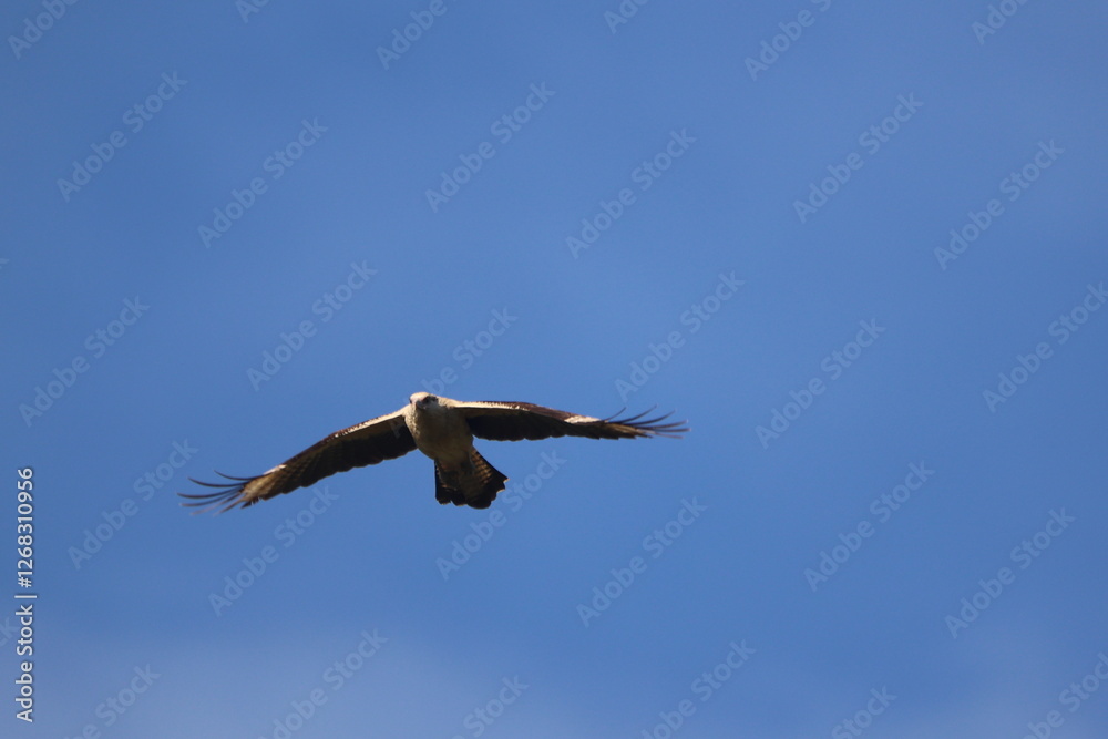 Savanna Hawk soaring through the clear blue sky Savanna Hawk soaring through the clear blue sky