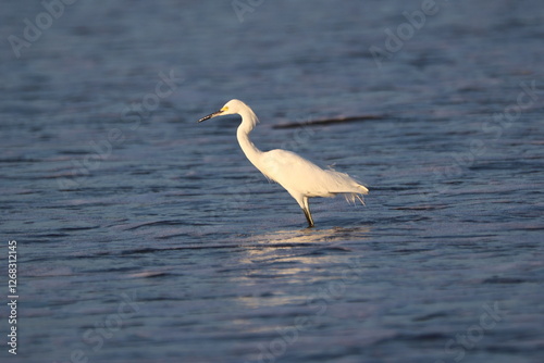Snowy Egret Hunting in Shallows (Beautiful White Bird)