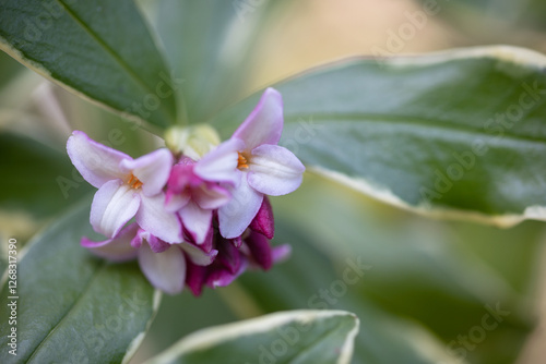 winter daphne