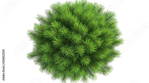 Aerial view of a round pine tree, isolated on white background, for design elements photo