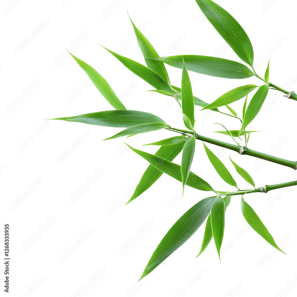 Fresh bamboo leaves create a vibrant natural backdrop for various designs. transparent background Fresh bamboo leaves create a vibrant natural backdrop for various designs. transparent background