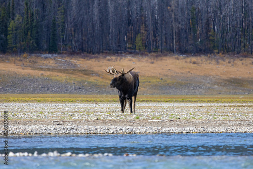 A Canadian goat in the nature around the Banff National Park