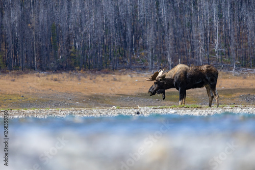 A Canadian goat in the nature around the Banff National Park