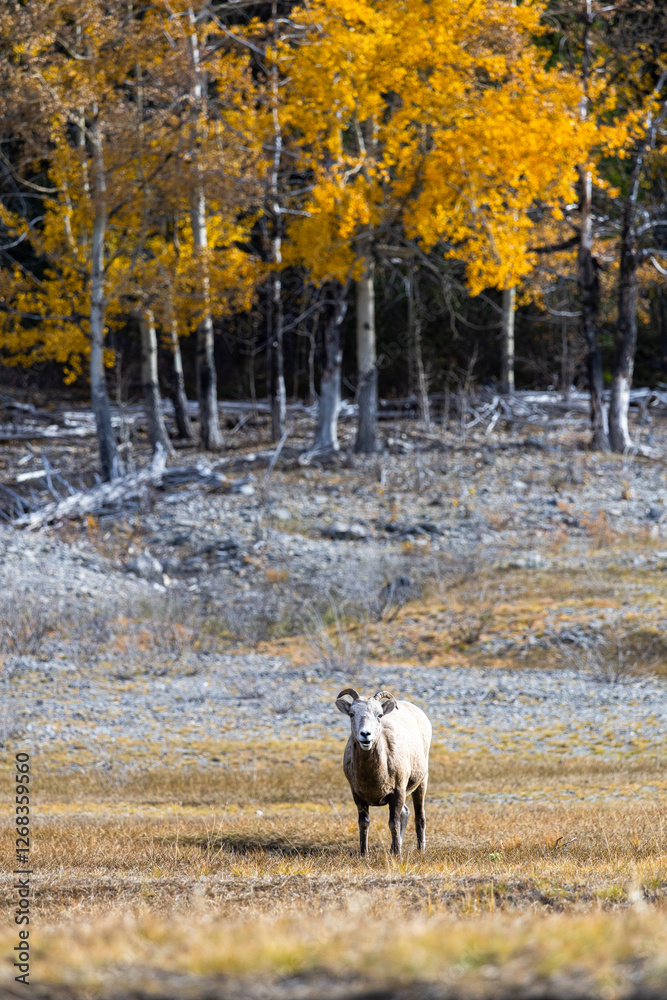 A Canadian goat in the nature around the Banff National Park A Canadian goat in the nature around the Banff National Park