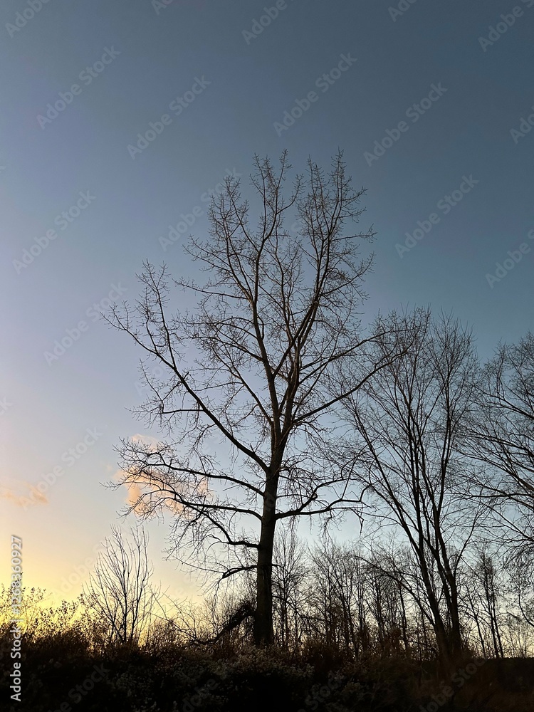 silhouette of a tree silhouette of a tree