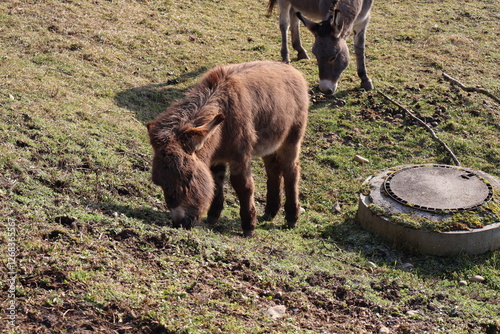 âne gris photo